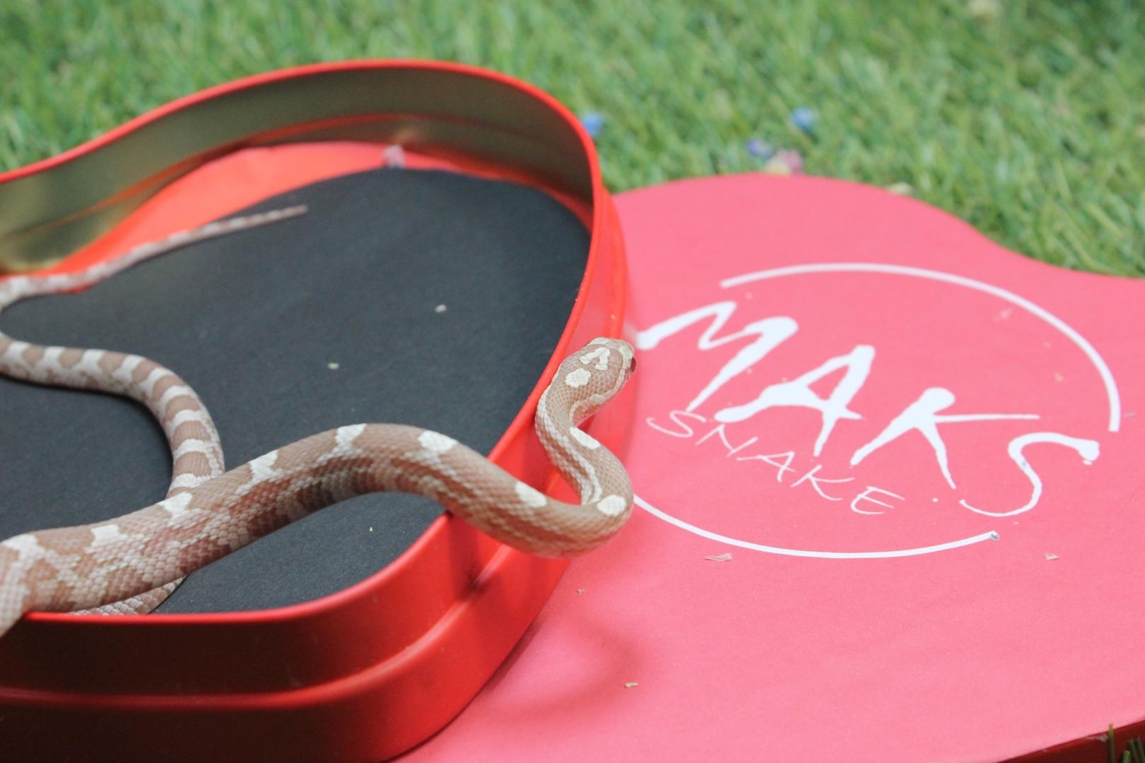 C.01.33 - Ultramel Anery het stripe ph caramel, diffused