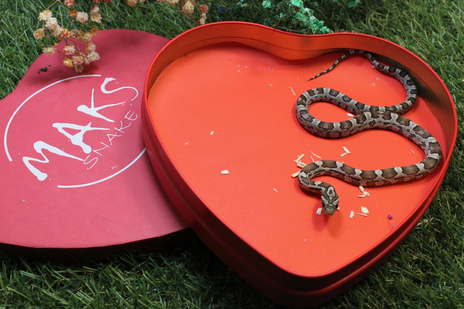 C.01.33 - Anery het stripe ph caramel, diffused, amel/ultra