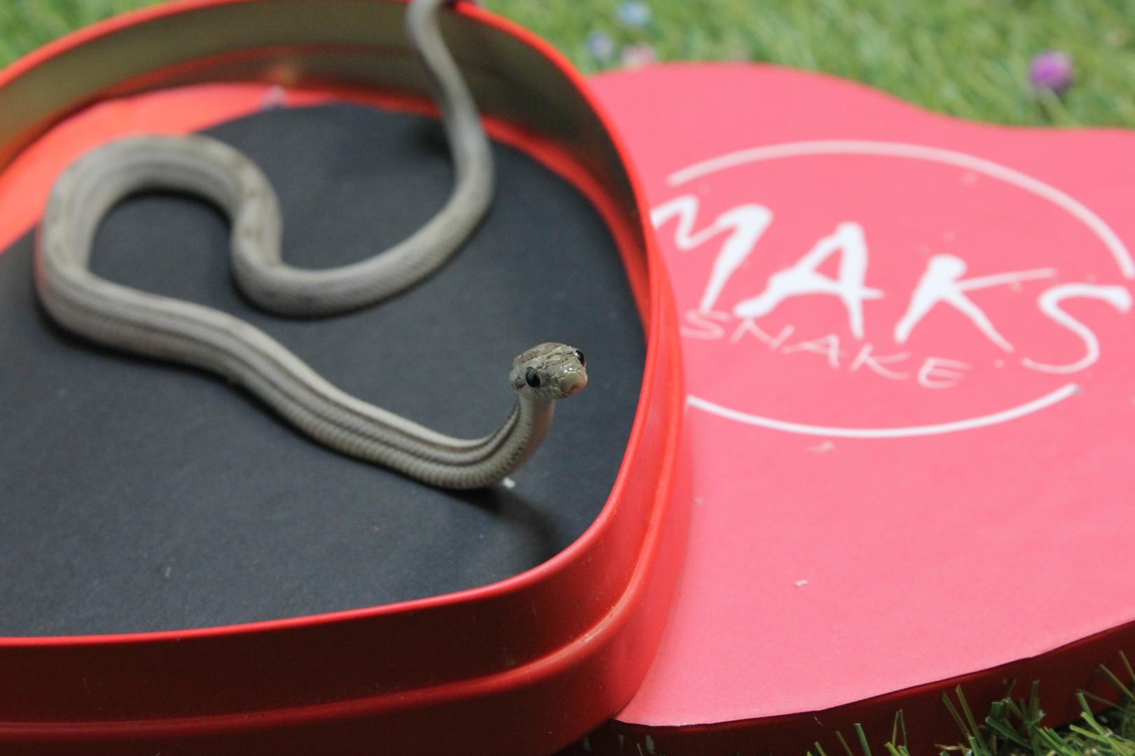 C.01.33 - Anery Stripe ph caramel, diffused, amel/ultra