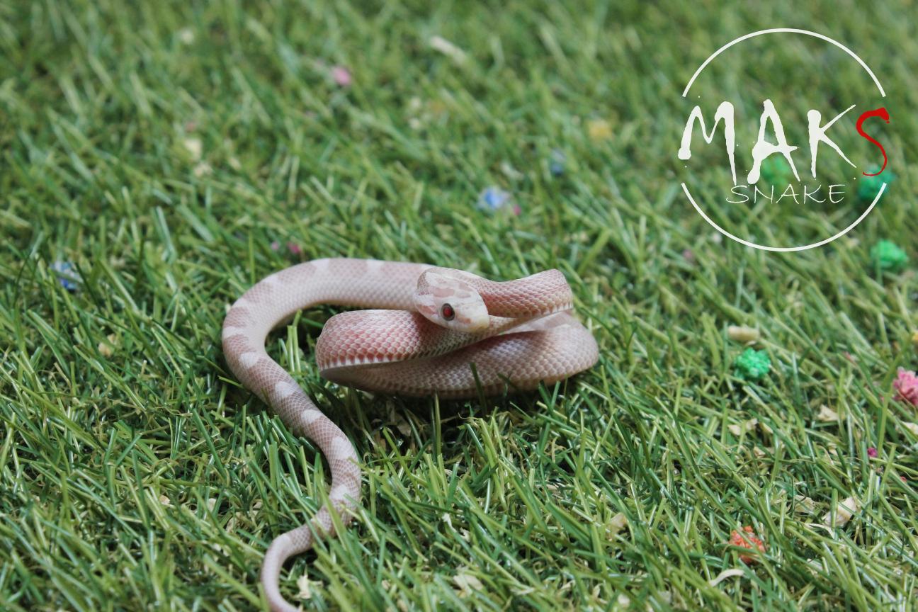 D.47.15 - Ultramel Anery Motley/Stripe het amel, caramel, motley, stripe, ultra