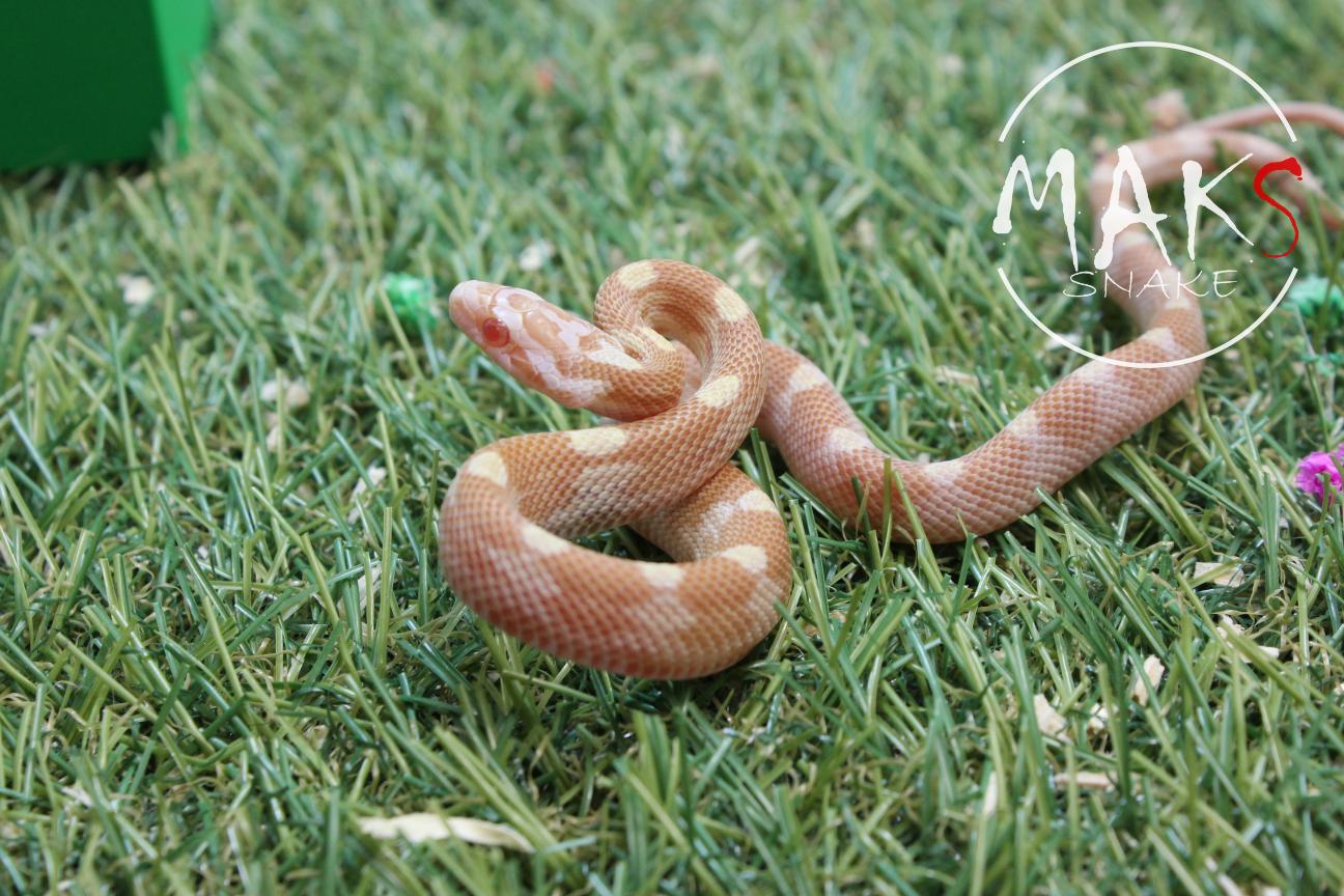D.47.15 - Butter Motley/Stripe het motley,het stripe ph anery