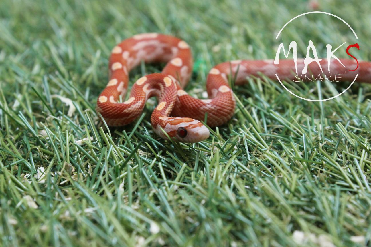 D.47.15 - Ultramel Motley/Stripe Het Amel, Caramel, Stripe, Motley, Ultra ph Anery