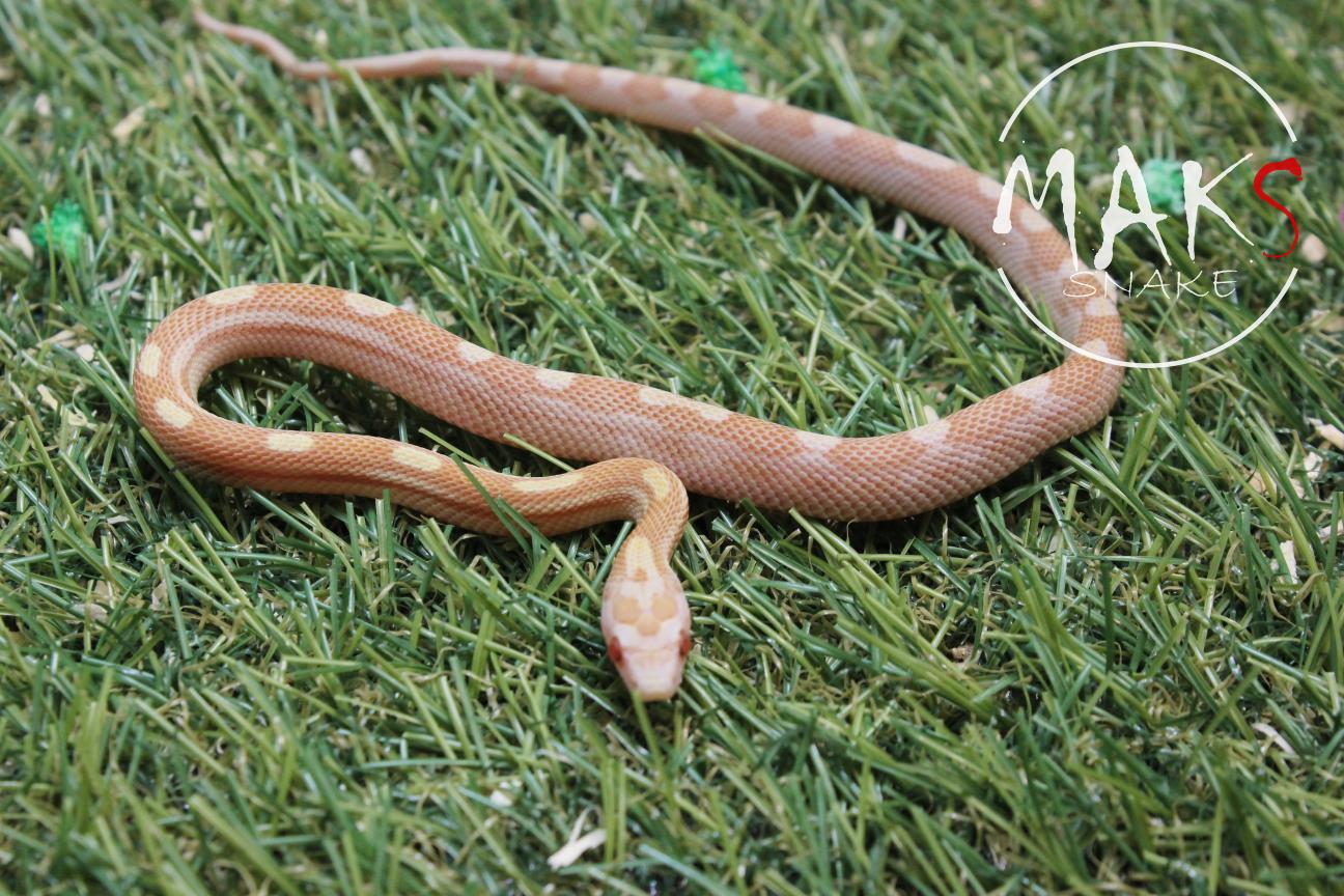 D.47.15 - Butter Motley/Stripe het motley,het stripe ph anery
