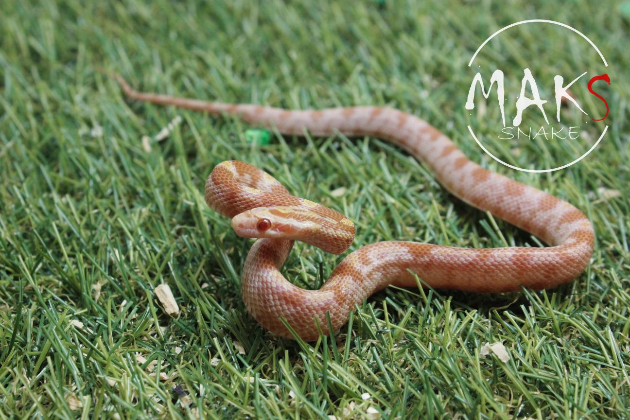 D.01.12 - Butter Diffussed het anery, stripe ph hypo