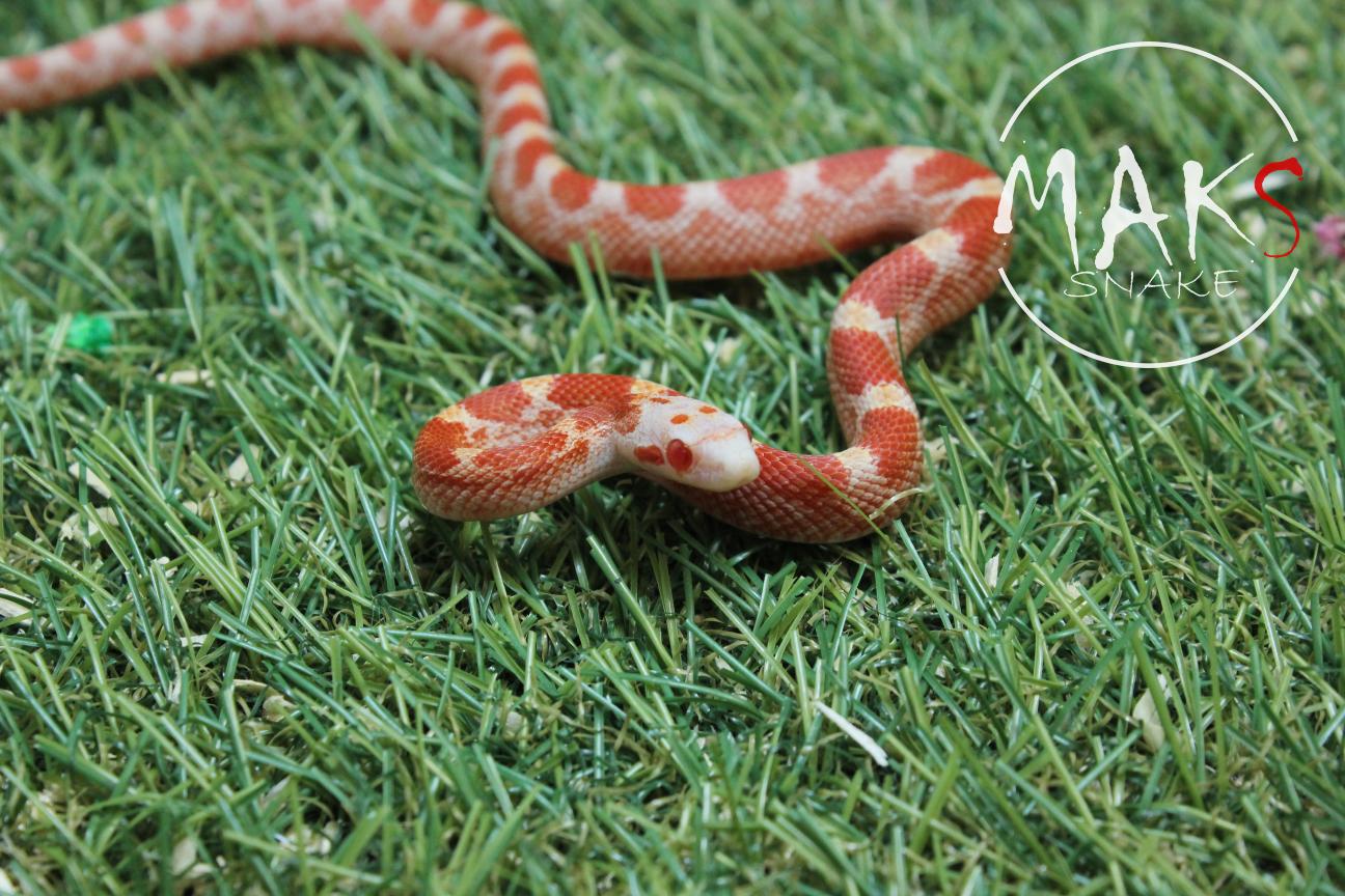 D.01.12 - Fire het anery, stripe ph hypo, caramel