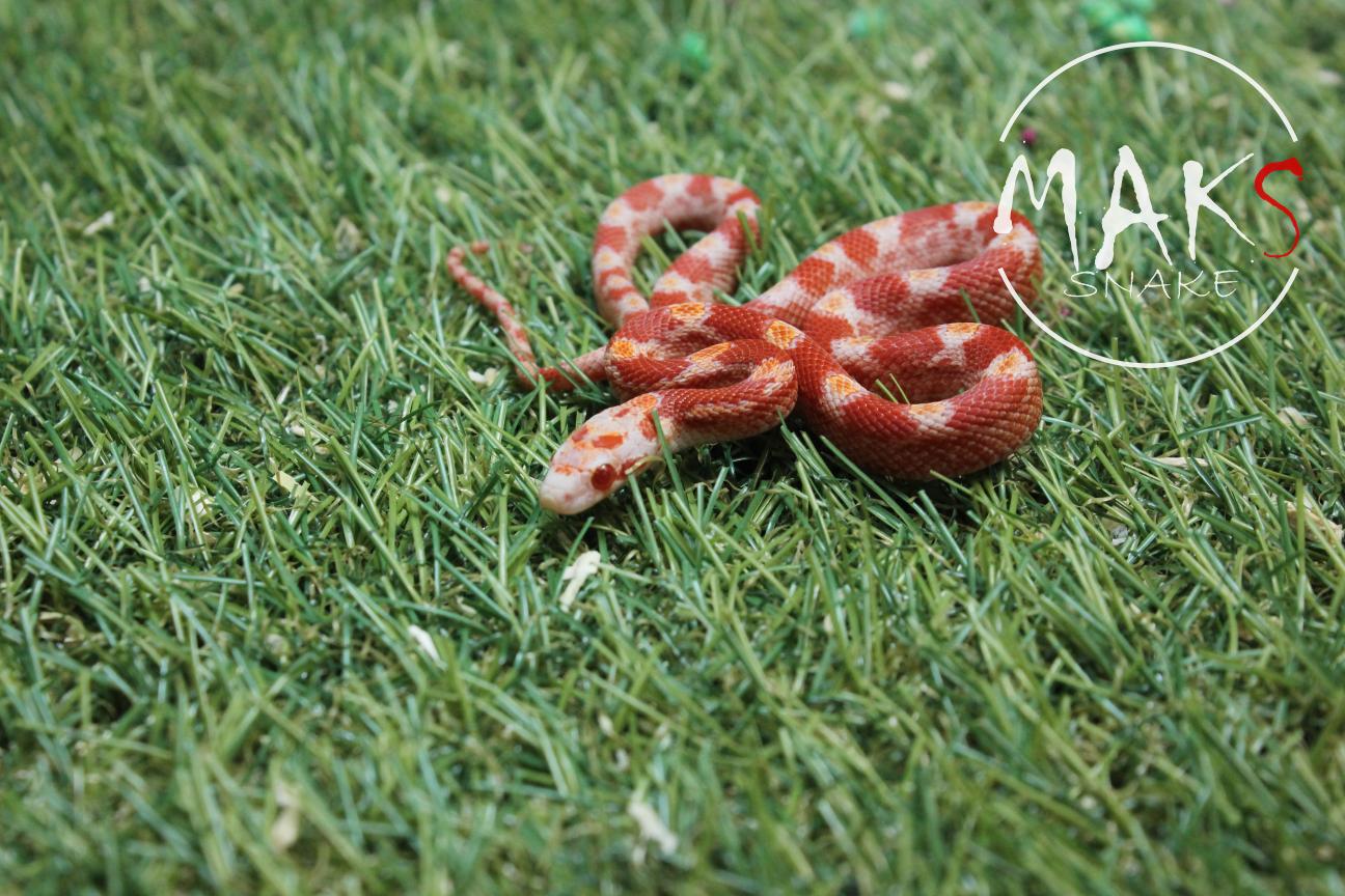 D.01.12 -  Fire het anery, stripe ph hypo, caramel