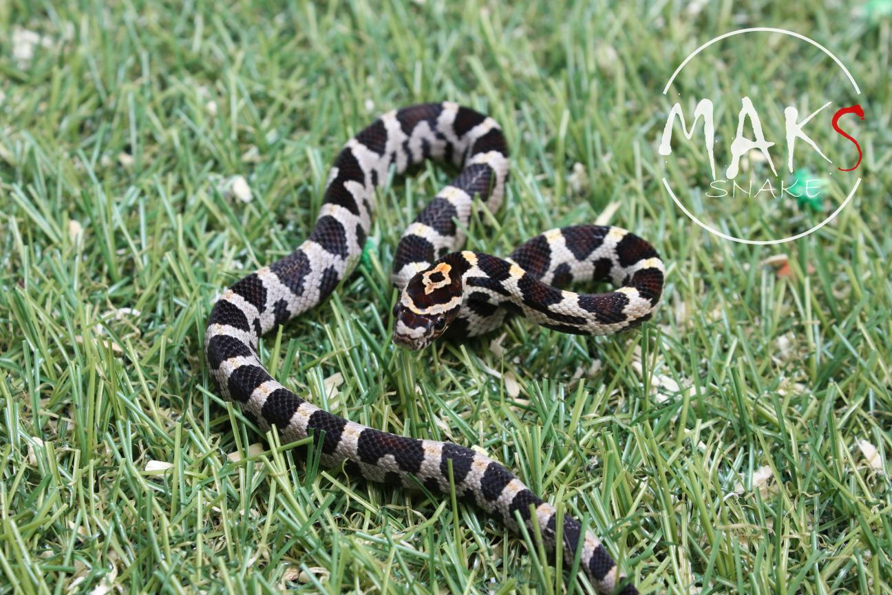 D.13.08 - Extreme Okeetee het amel ph anery, hypo