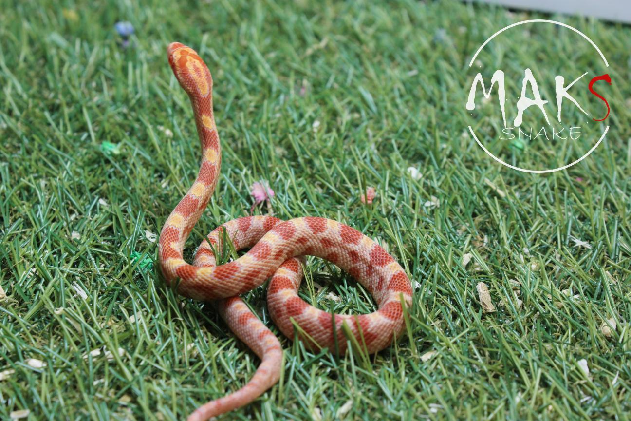 D.13.33 - Amel het anery ph hypo, stripe