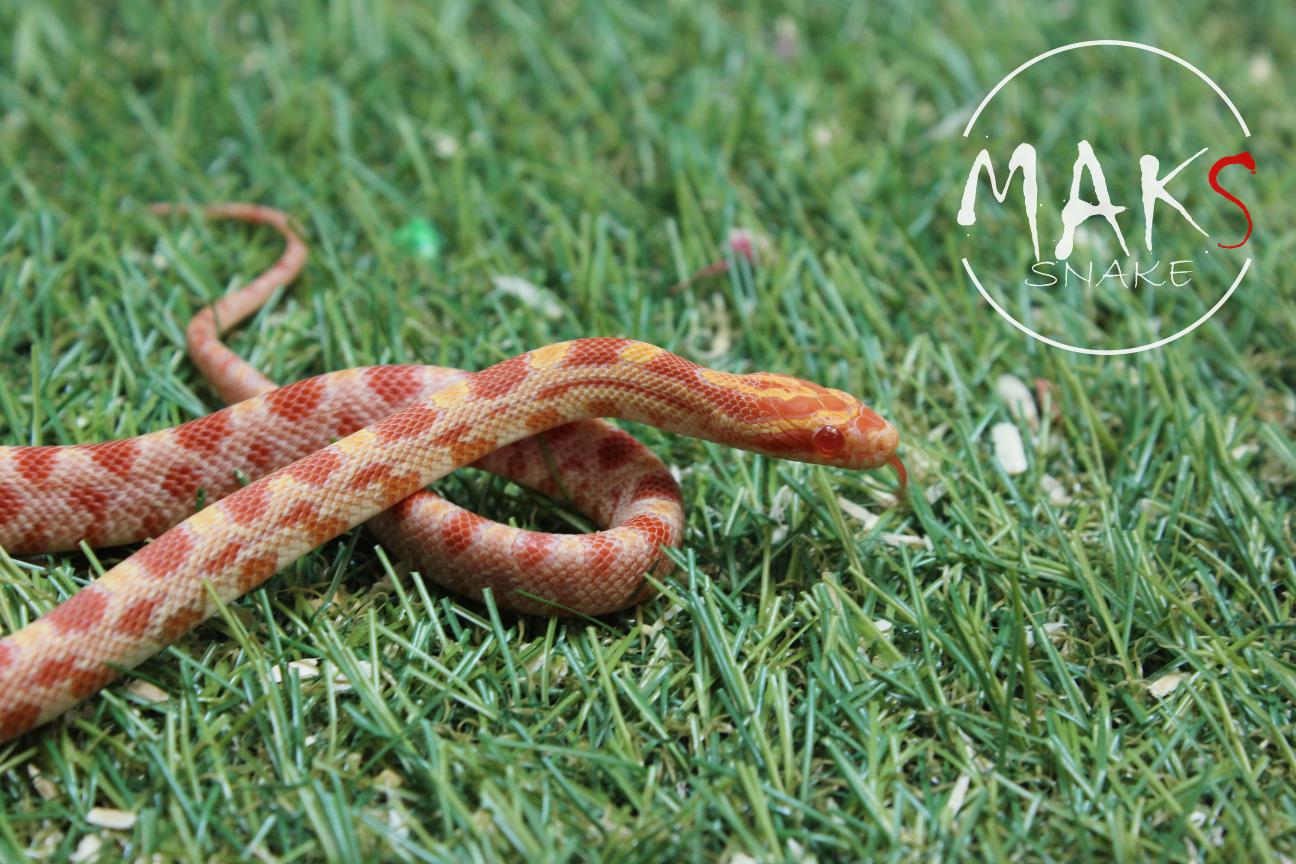 D.13.33 - Amel het anery ph hypo, stripe