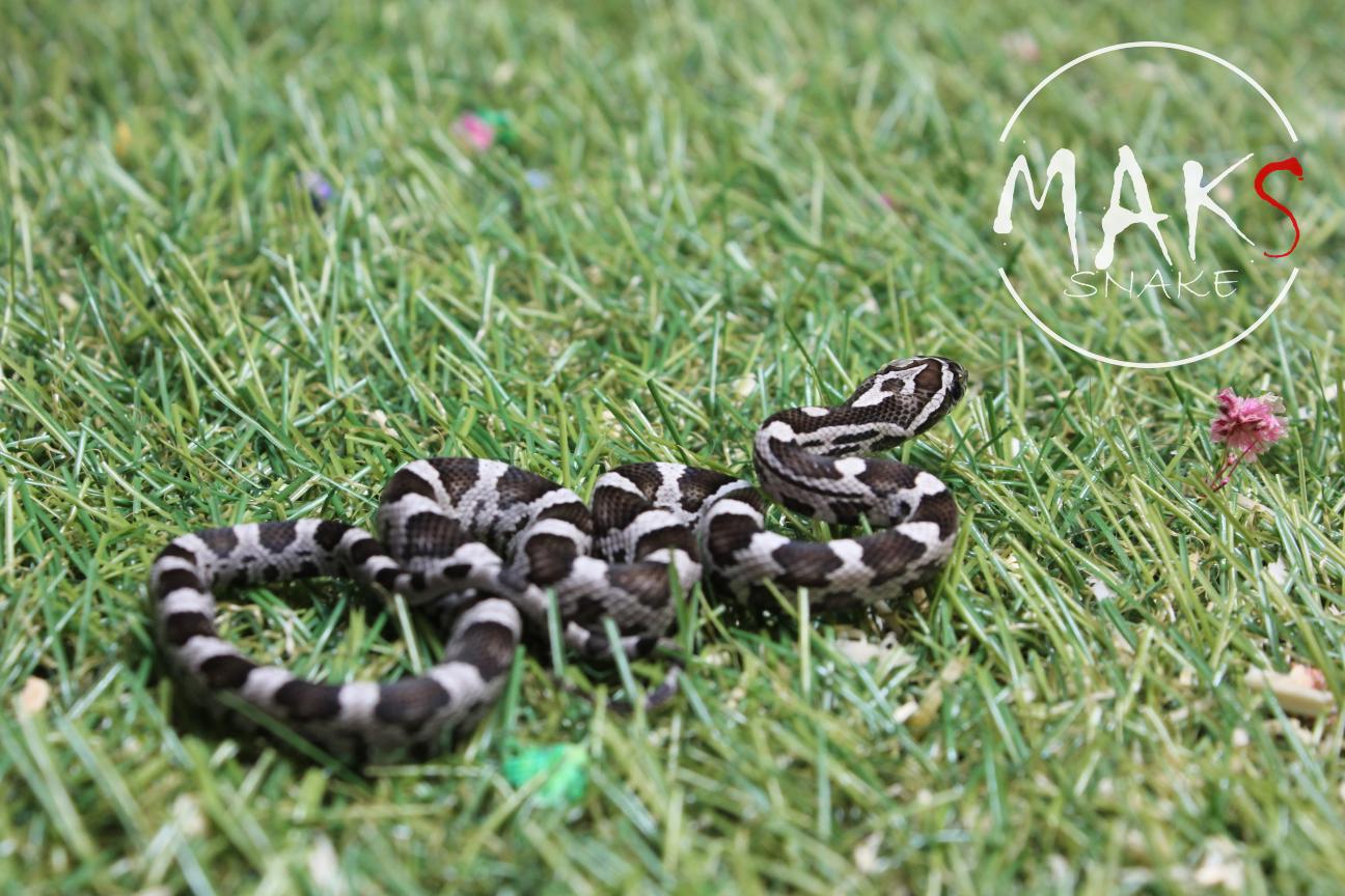 D.05.40 - Anery het lavender, scaleless, sunkissed ph amel, caramel, stripe