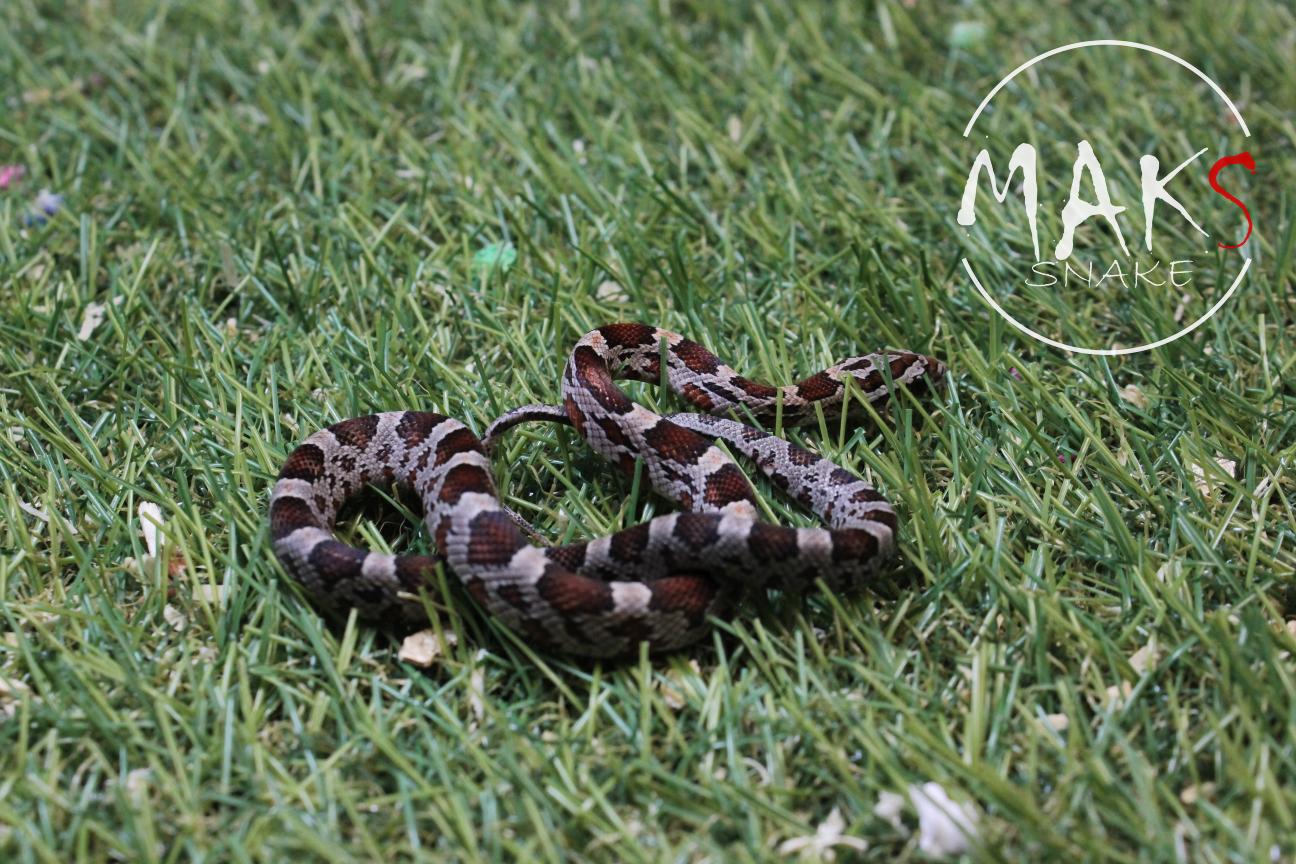 D.37.46 - Classic het cinder, sunkissed, motley/stripe ph anery