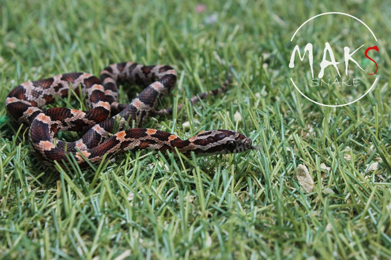 D.37.46 - Classic het cinder, sunkissed, motley/stripe ph anery