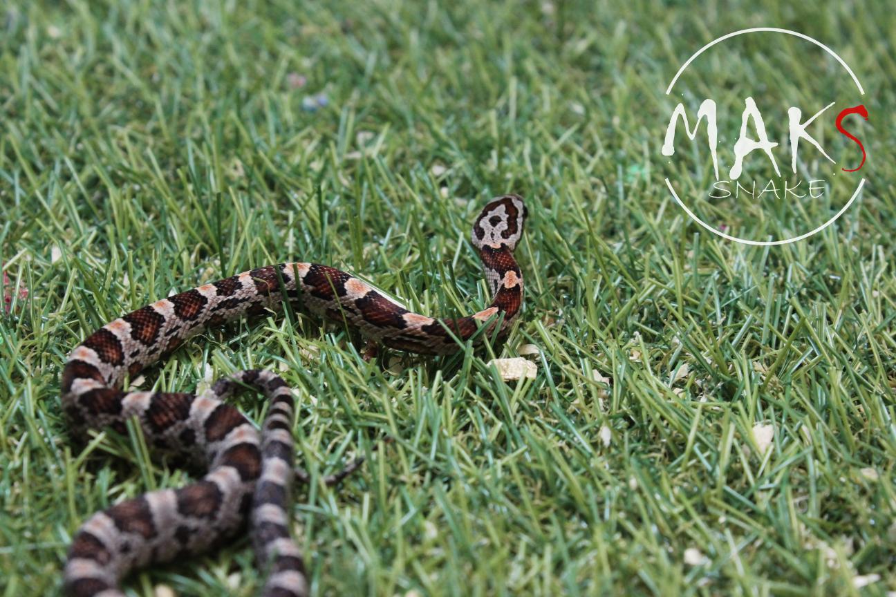 D.37.46 - Classic het cinder, sunkissed, motley/stripe ph anery