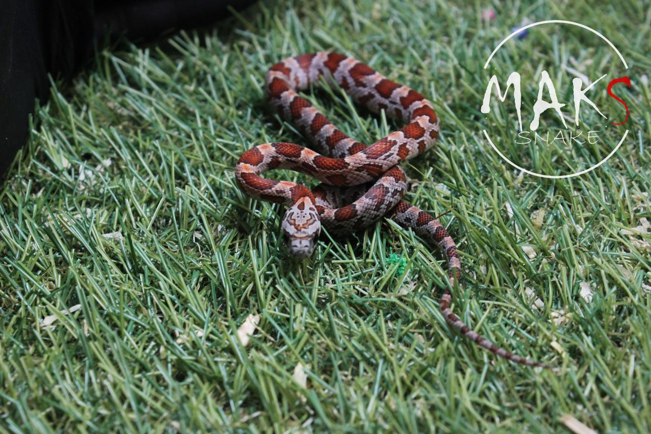 D.37.46 - Sunkissed het cinder, motley/stripe ph anery