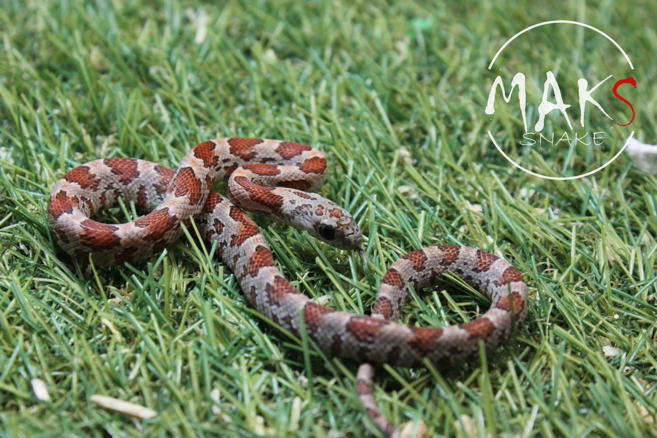 D.37.46 - Sunkissed het cinder, motley/stripe ph anery