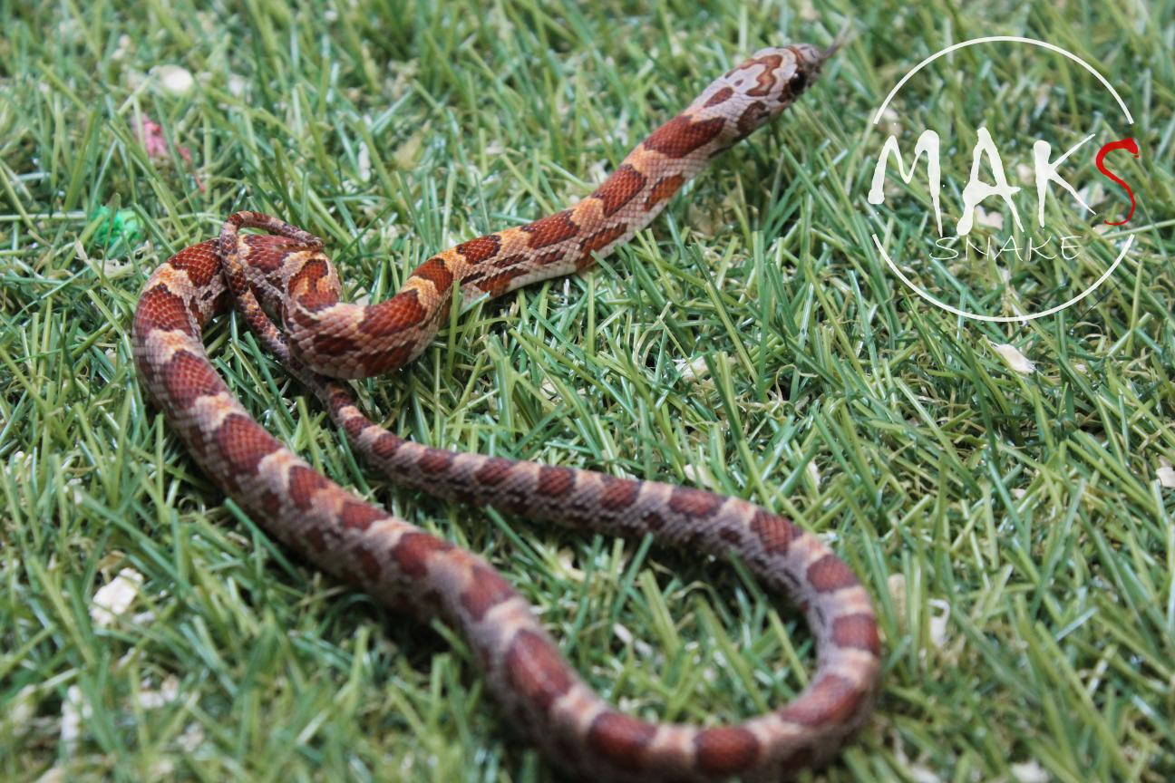 D.37.46 - Sunkissed het cinder, motley/stripe ph anery